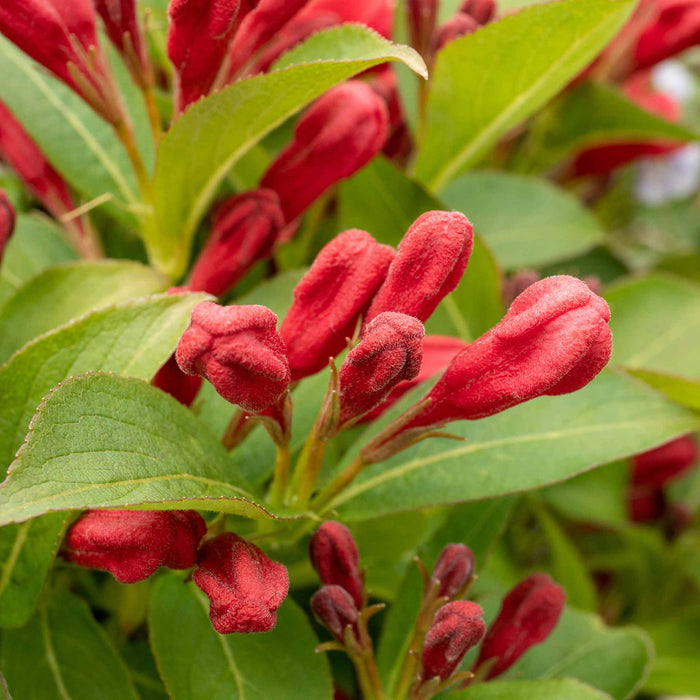 Weigela 'All Summer Red'