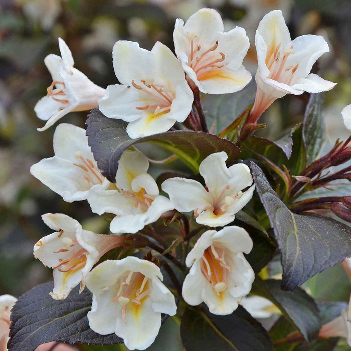 Weigela 'Ebony and Ivory' (Velda)