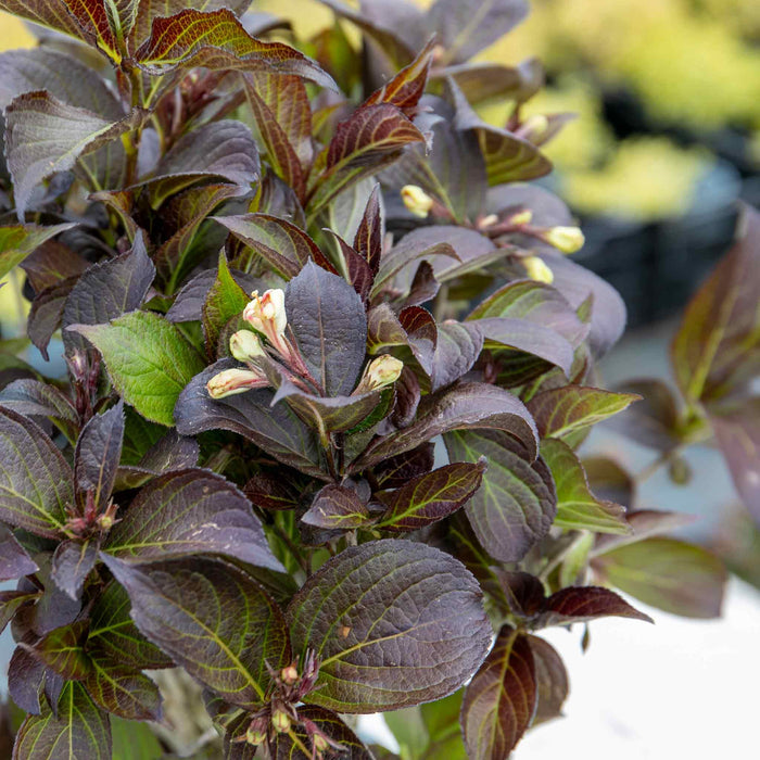 Weigela 'Ebony and Ivory' (Velda)