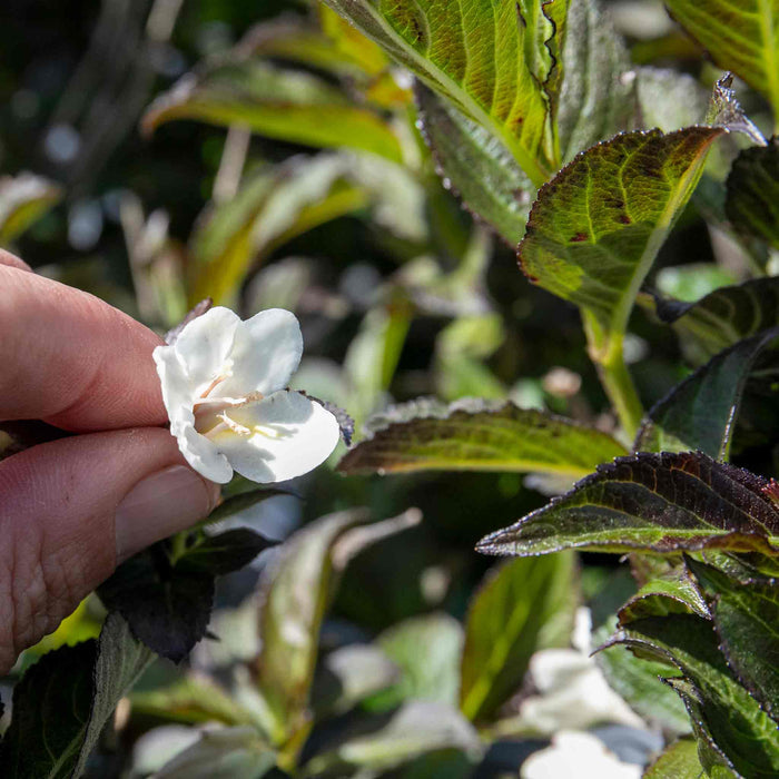 Weigela 'Ebony and Ivory' (Velda)