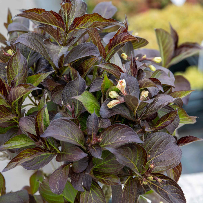 Weigela 'Ebony and Ivory' (Velda)