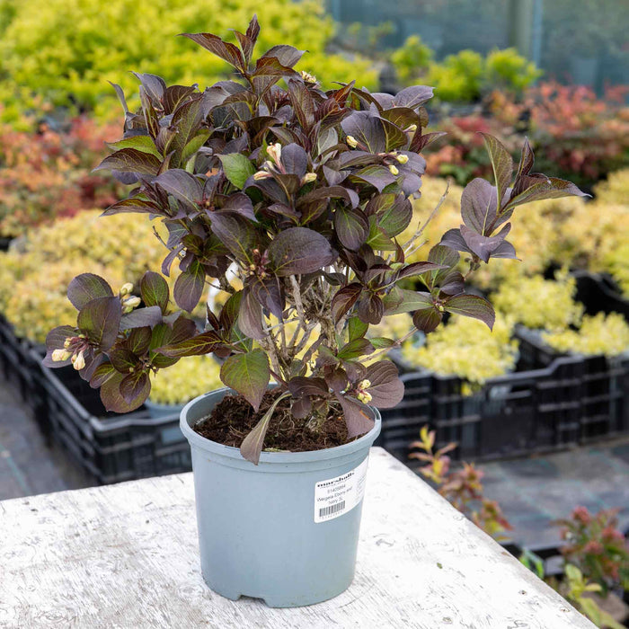 Weigela 'Ebony and Ivory' (Velda) - 3Ltr Plant