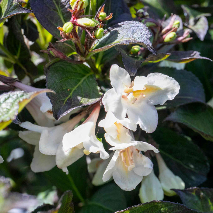 Weigela 'Ebony and Ivory' (Velda)