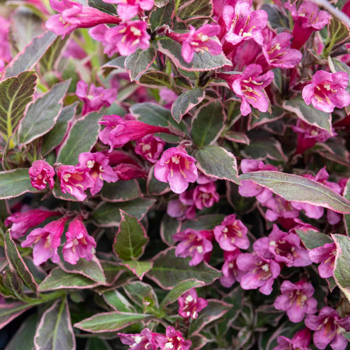 A close-up of Weigela florida 'All Summer Monet' with deep pink flowers and variegated foliage in green and cream.