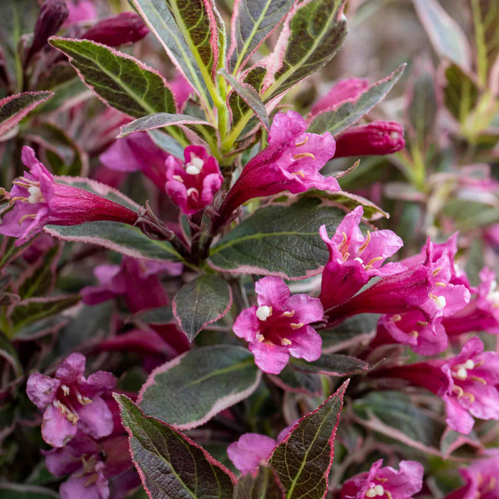 Weigela florida 'All Summer Monet'
