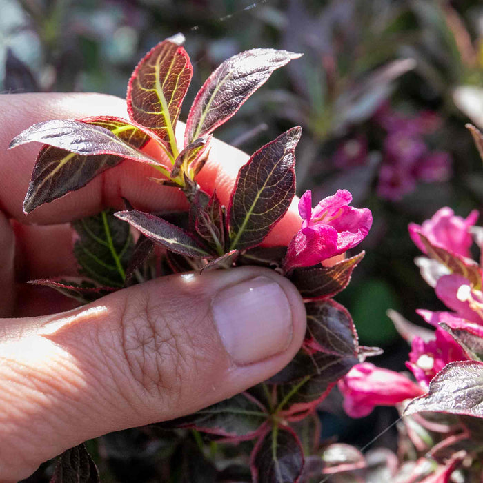 Weigela florida 'All Summer Monet'