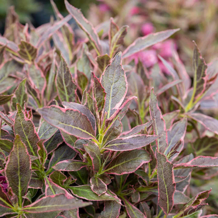 Weigela florida 'All Summer Monet'