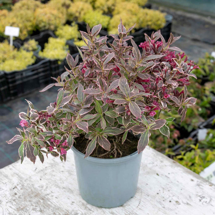 Weigela florida 'All Summer Monet'
