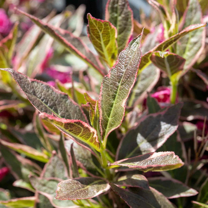 Weigela florida 'All Summer Monet'