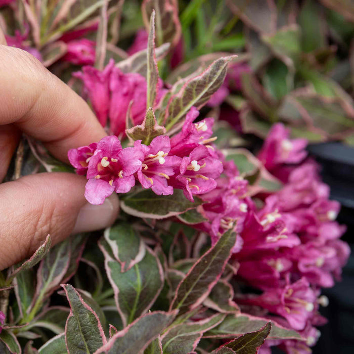 Weigela florida 'All Summer Monet'
