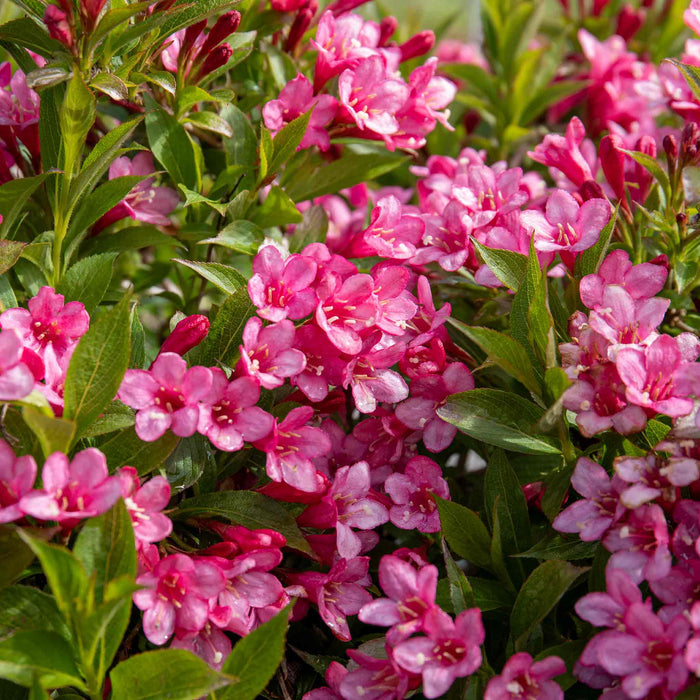 Weigela Picobella 'Rosa'