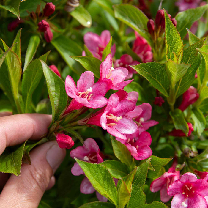 Weigela Picobella 'Rosa'