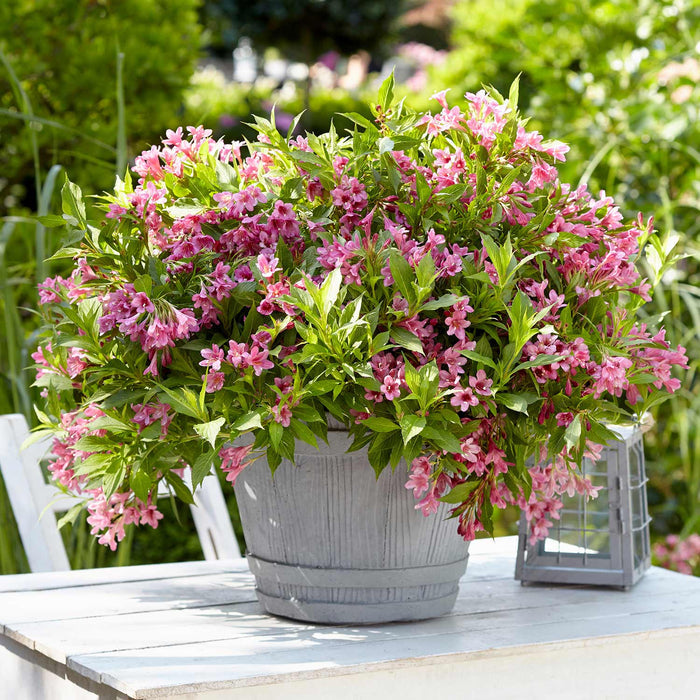 Weigela Picobella 'Rosa'