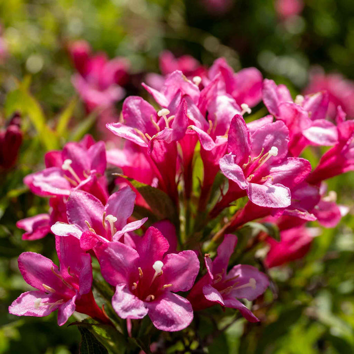 Weigela Picobella 'Rosa'
