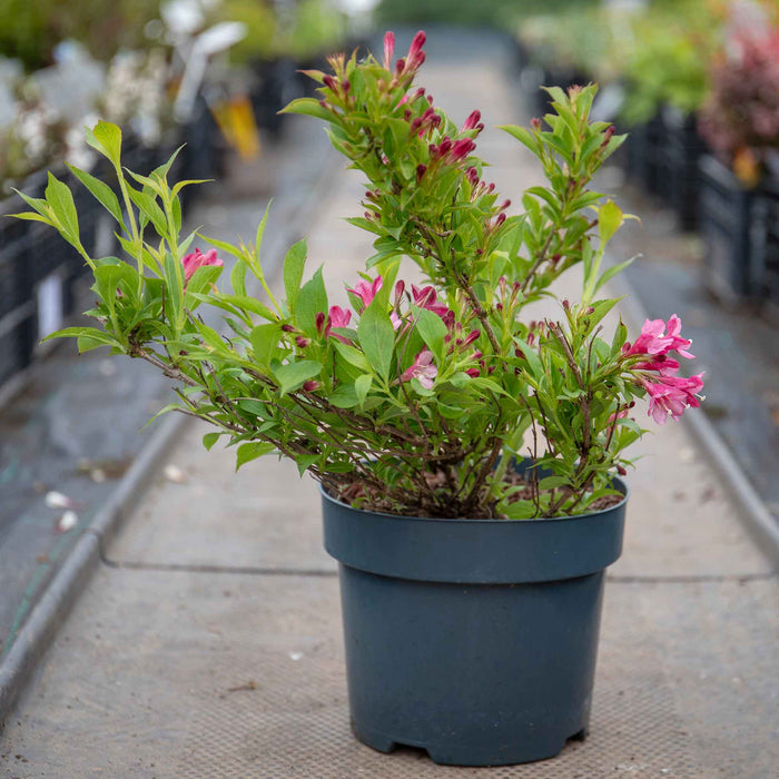 Weigela Picobella 'Rosa'