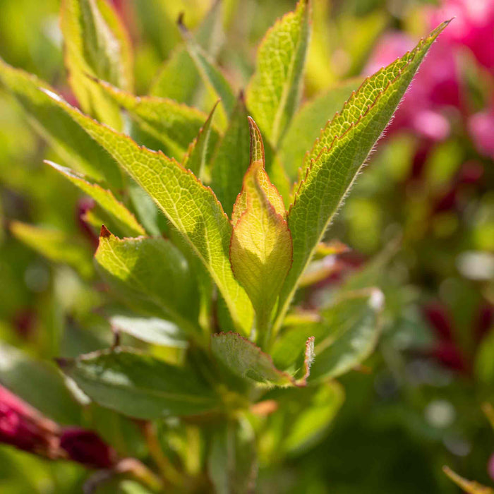 Weigela Picobella 'Rosa'