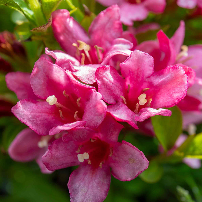 Weigela Picobella 'Rosa'