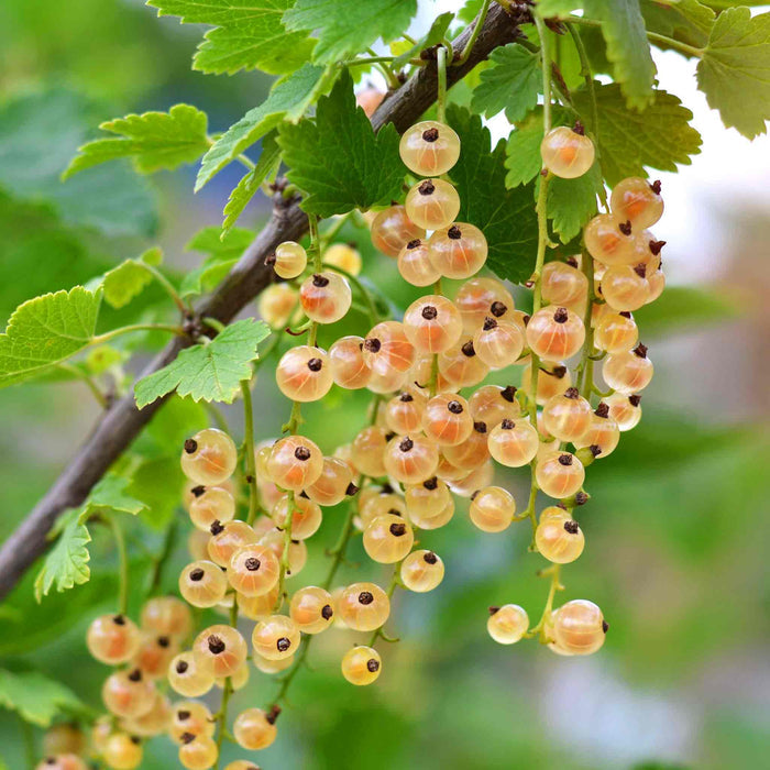 Whitecurrant 'Blanka'