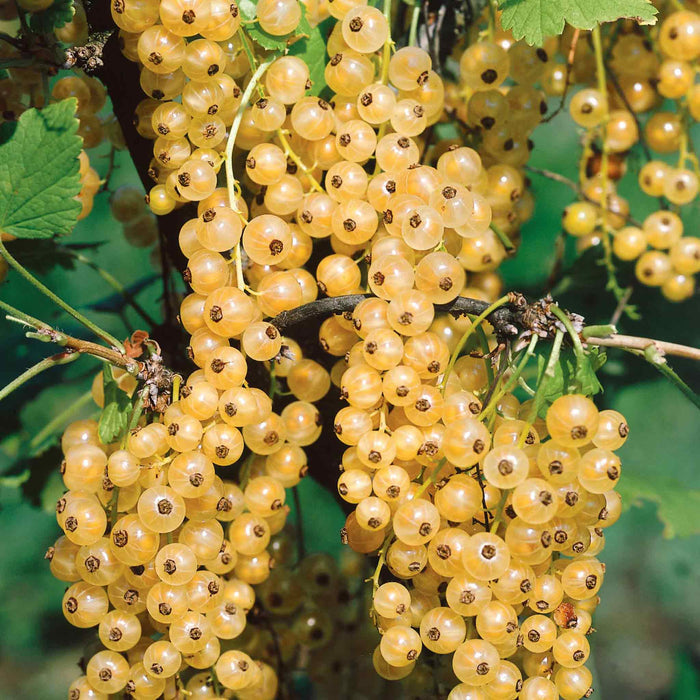 Whitecurrant 'Blanka'