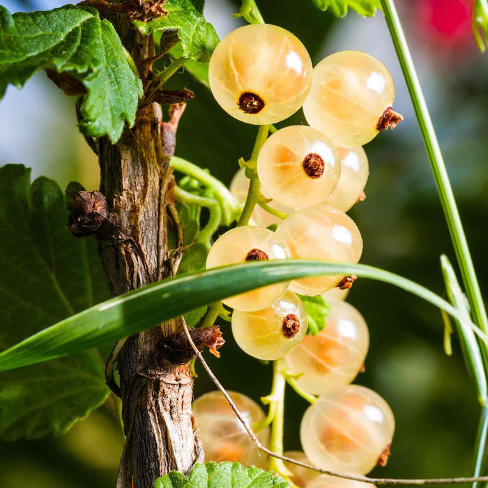 Whitecurrant 'Blanka'