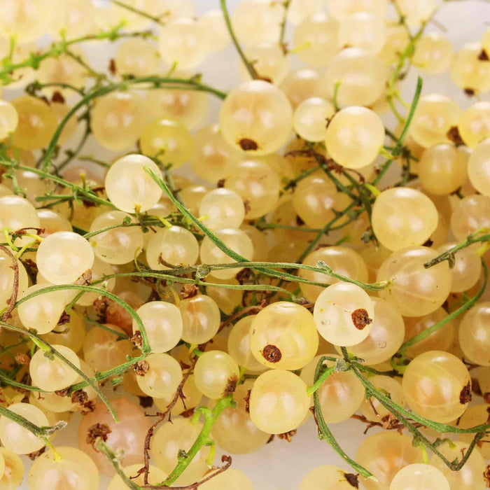 Whitecurrant 'Blanka'