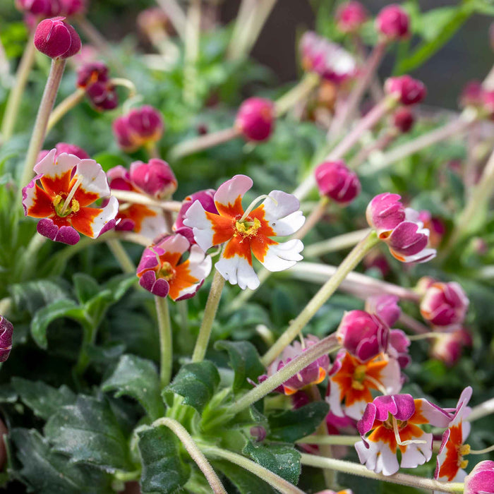 Zaluzianskya 'Orange Eye'