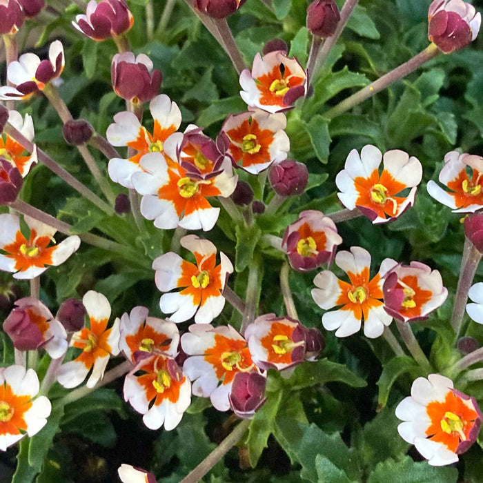 Zaluzianskya 'Orange Eye'