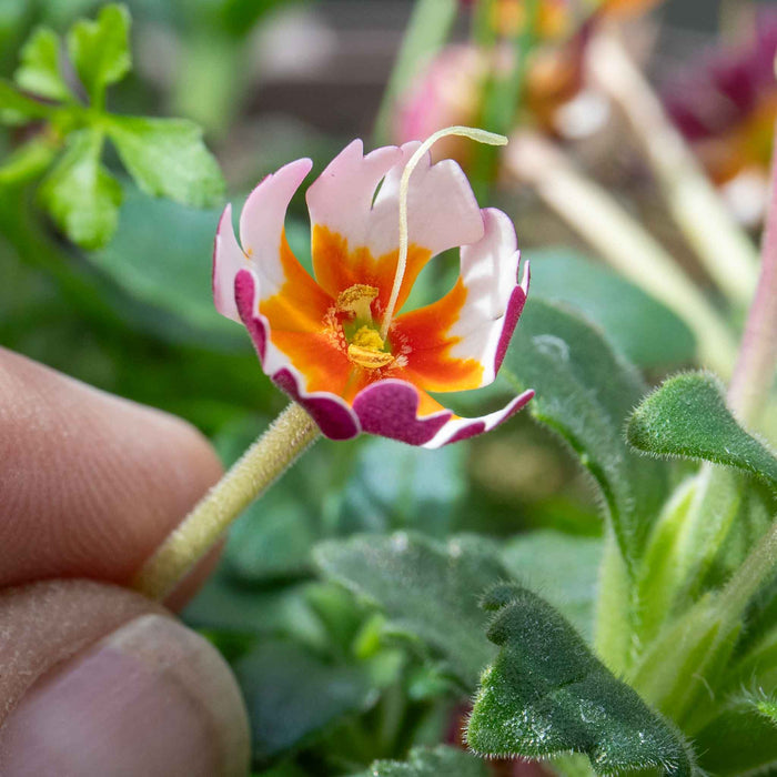 Zaluzianskya 'Orange Eye'
