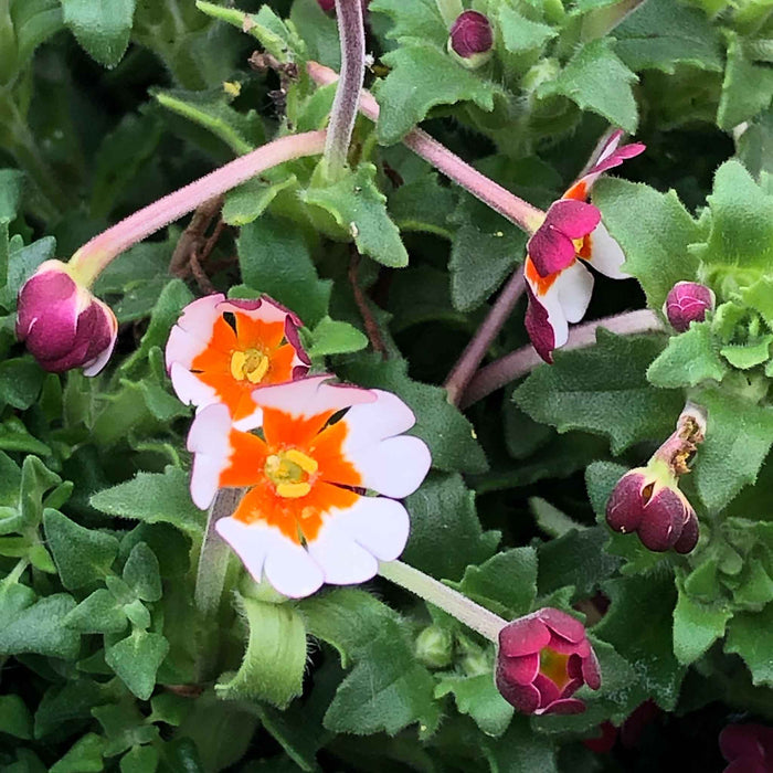 Zaluzianskya 'Orange Eye'