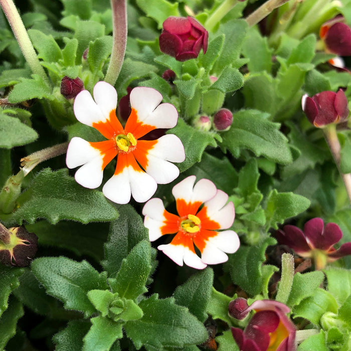 Zaluzianskya 'Orange Eye'