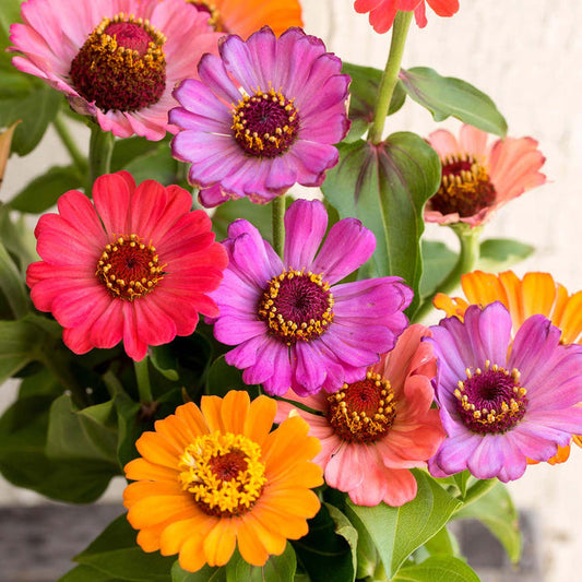 A group of Zinnia ' Forecast' seeds that have produced vibrant, colorful flowers in red, pink, orange, and purple shades.