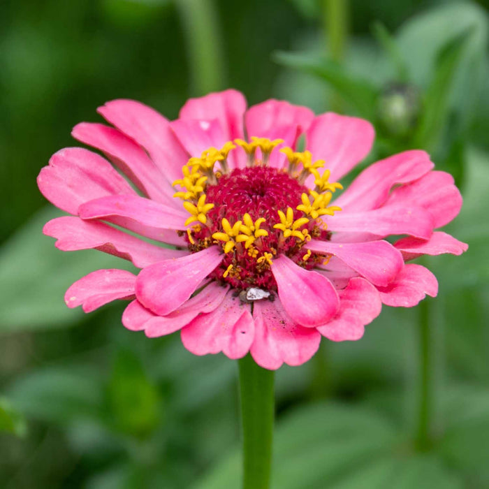 Zinnia Seeds 'Forecast'