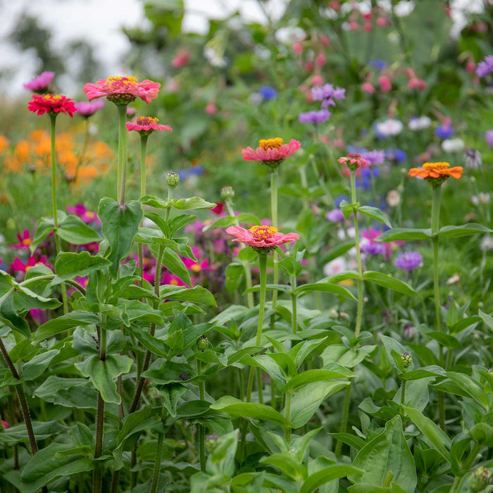 Zinnia Seeds 'Forecast'